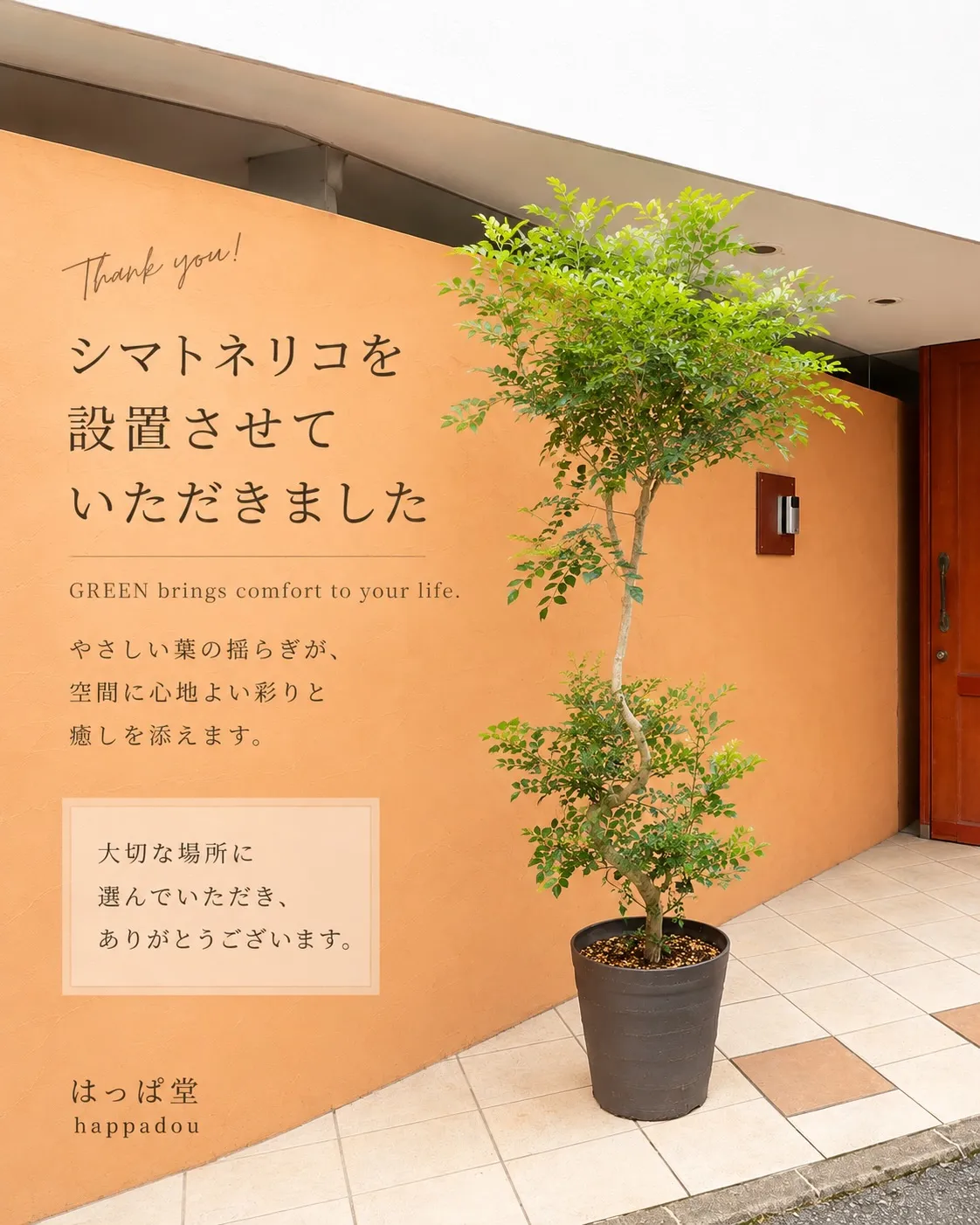🌿 オリーブからシマトネリコへ植え替えさせていただきました。